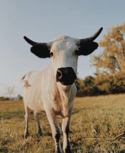 Bessy the Cow from Oinking Acres