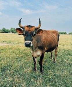 Buster the cow from Oinking Acres