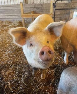 Rogue Hart from Oinking Acres
