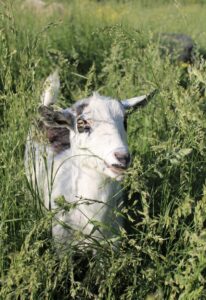 Seymour the Goat from Oinking Acres