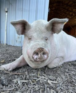 Theo the Pig at Oinking Acres