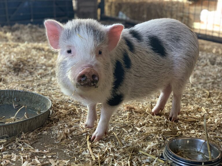Oinking Acres